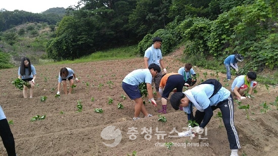 한국농수산대, 청양 동막골서 농촌봉사 '훈훈'