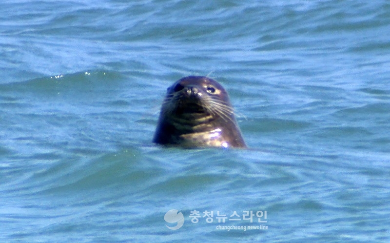‘점박이물범’ 놀이터 서산 가로림만