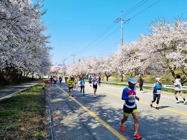 참가자들이 17일 제21회 서산뜸부기쌀 마라톤대회에서 역주하고 있다.