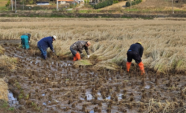지난 19일 태안군 안면읍 중장1리 주민들이 낫으로 벼를 수확하고 있다.  / 사진 태안군