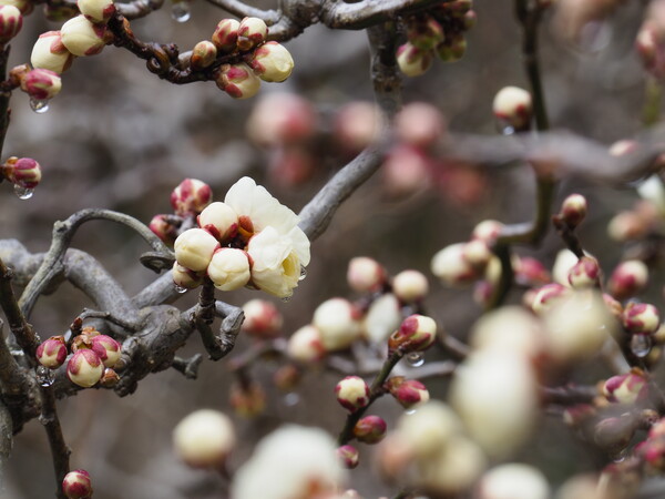 꽃망울을 터트리기 시작한 매실나무. / 사진 천리포수목원