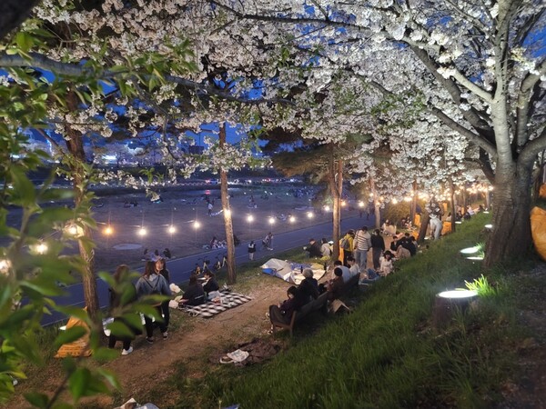 무심천 벚꽃 푸드트럭 축제.