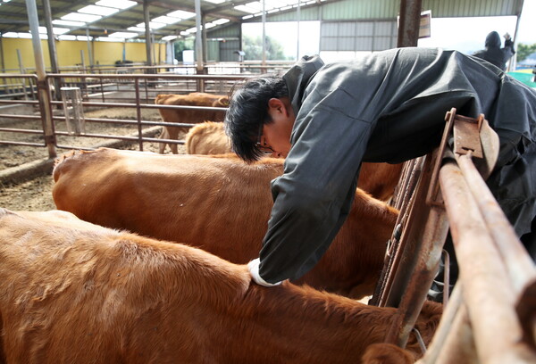 태안군이 가축으로 인한 전염병 예방을 위해 4월 1일부터 2024년 상반기 백신 일제접종에 돌입한다. / 사진 태안군