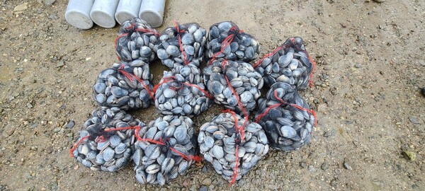 ▲무허가 잠수기 조업으로 개조개를 불법 채취한 잠수부 2명이 태안해경에 붙잡혔다. 사진은 불법채취한 개조개. / 사진 태안해경