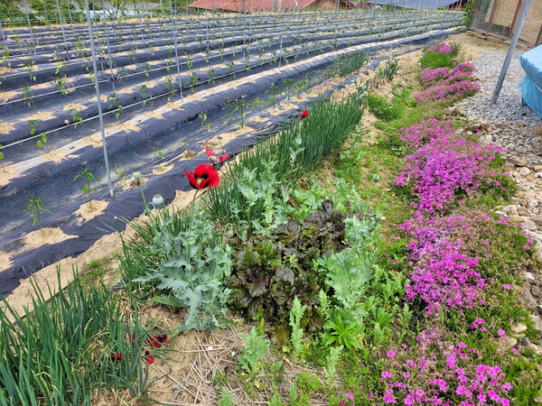 ▲주거지 화단 및 비닐하우스 등에 양귀비를 불법 재배해 검거했다./괴산경찰서