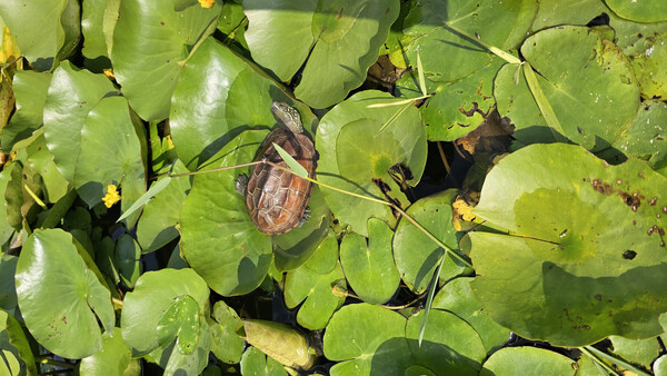 ▲지난 6월 합덕제에 방사한 천연기념물 남생이가 집중호우를 이겨내고 다시 모습을 드러냈다. / 사진 당진시